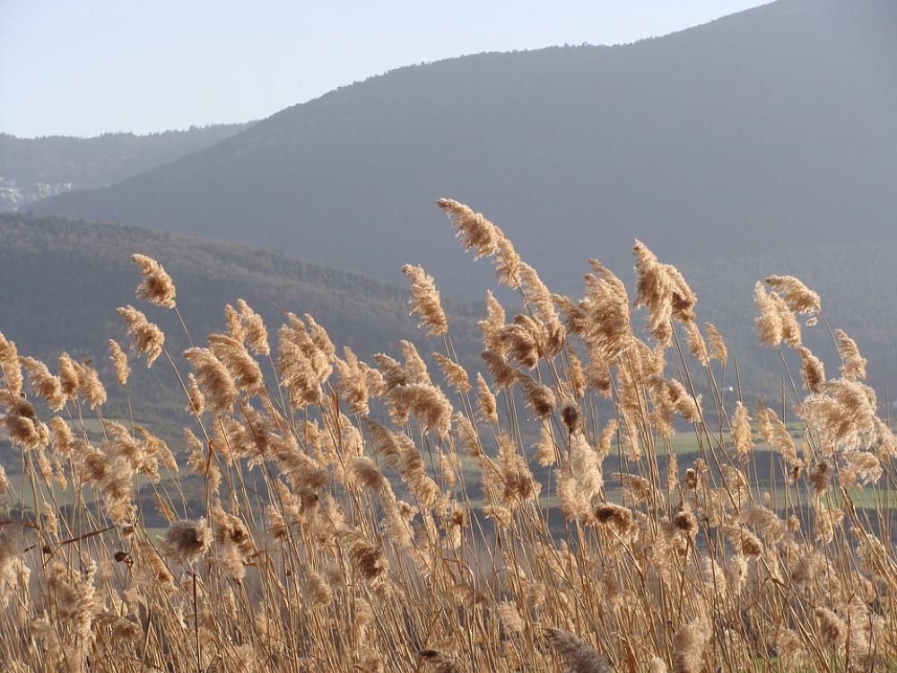Nature Breeze Field Nature Breeze Field