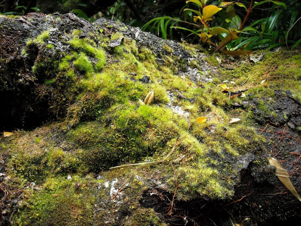 Nature Green Flora Soil Nature Green Flora Soil