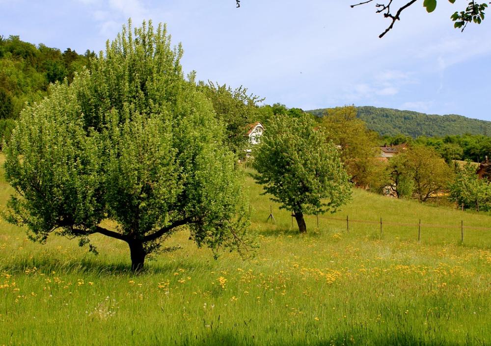 Nature Tree Landscape Meadow Nature Tree Landscape Meadow