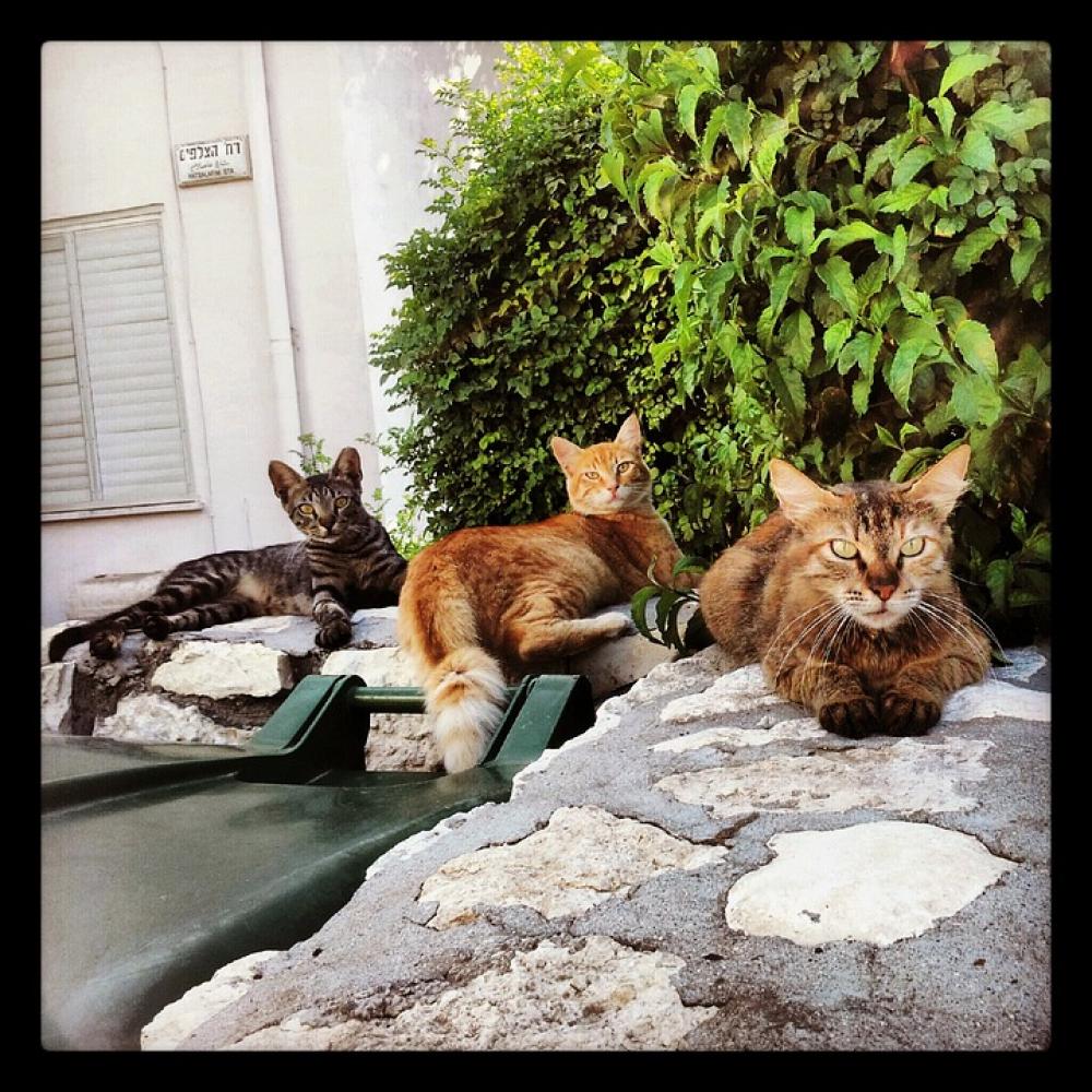 Nature Animals Cats Cat Face Animal Beautiful Nature Animals Cats Cat Face Animal Beautiful