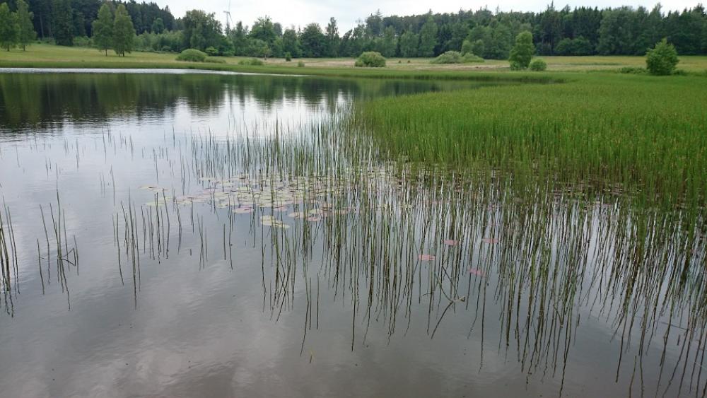 Nature Lake Plant Landscape Nature Lake Plant Landscape