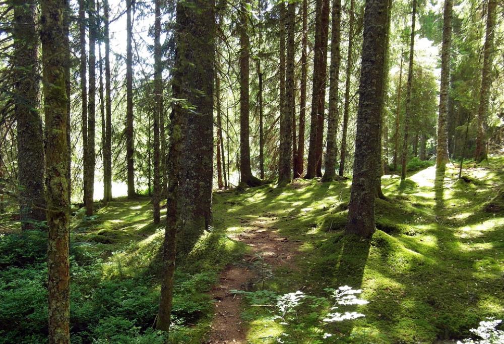 Nature Moor Forest Away Hiking Black Forest Path Nature Moor Forest Away Hiking Black Forest Path