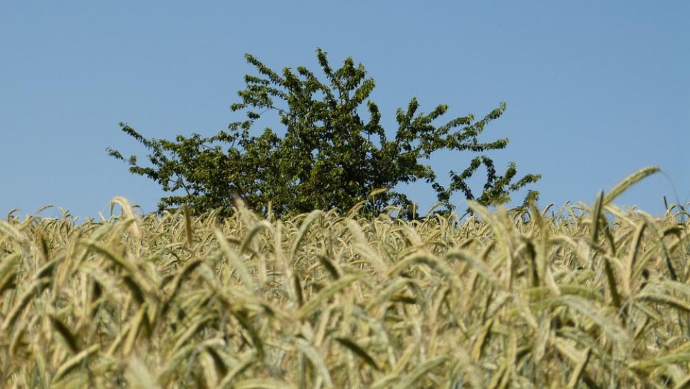 Nature Tree Grain Cornfield Agriculture Sky Blue Nature Tree Grain Cornfield Agriculture Sky Blue