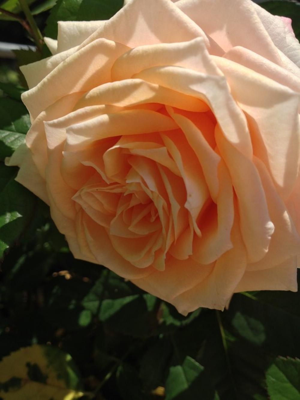 Nature Flower Rose Garden Nature Flower Rose Garden
