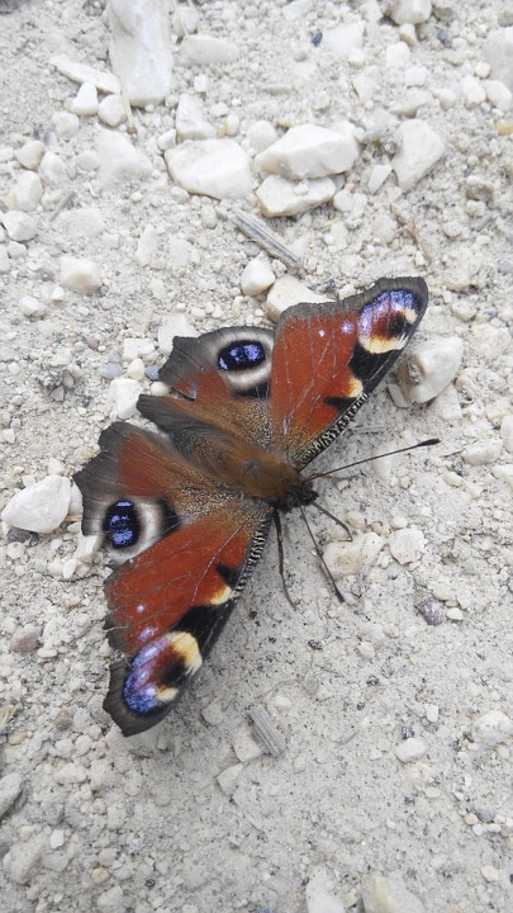 Nature Butterfly Animal Forest Flying Insect Nature Butterfly Animal Forest Flying Insect