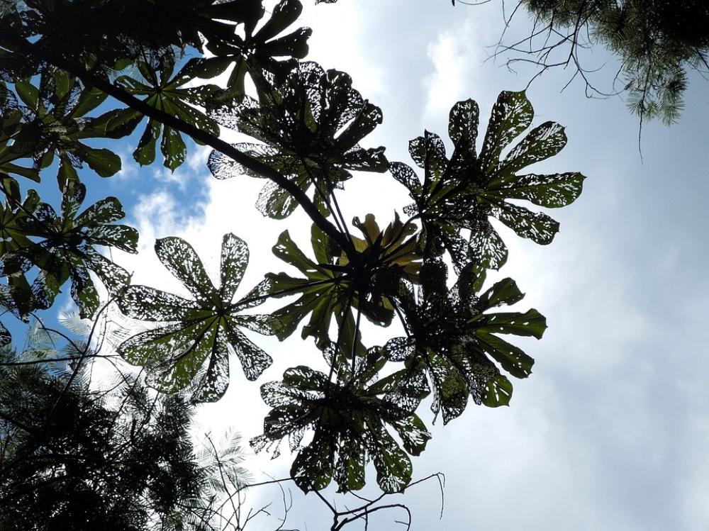 Nature Tree Sky Twigs Trees Plants Greens Leaves Nature Tree Sky Twigs Trees Plants Greens Leaves