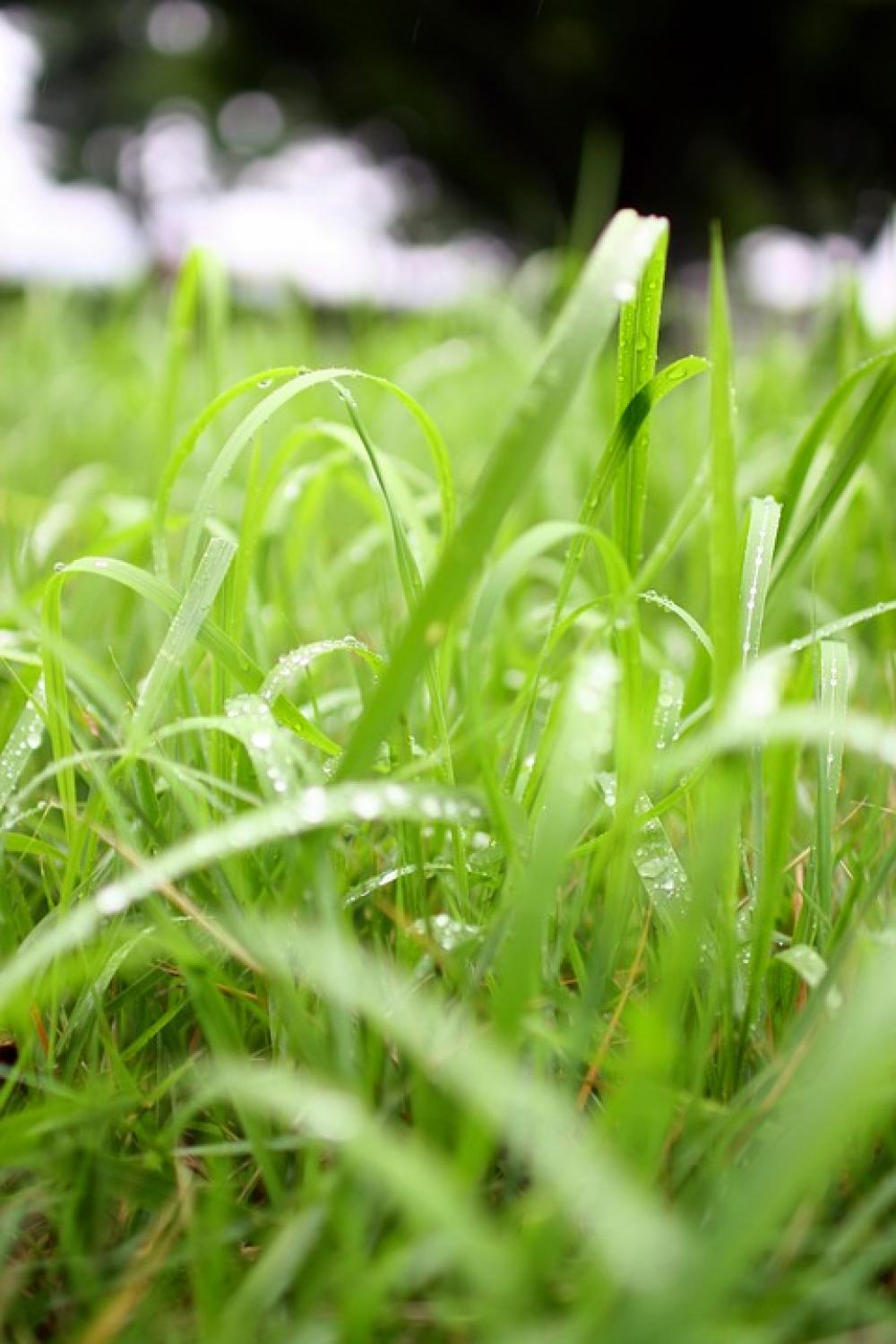 Nature Grass Raindrops Nature Grass Raindrops
