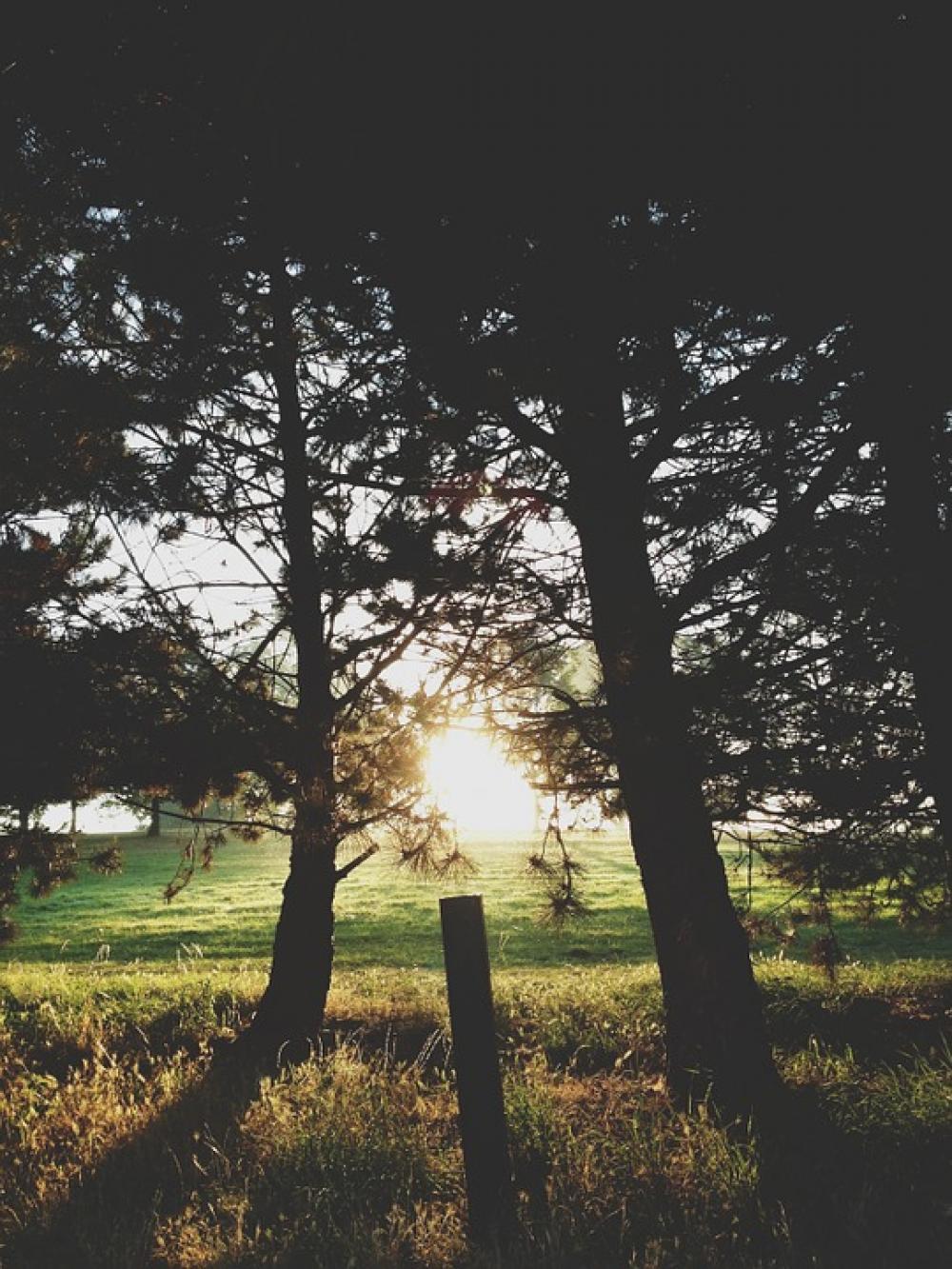 Nature Sunlight Sunshine Trees Sun Sunny Natural Nature Sunlight Sunshine Trees Sun Sunny Natural