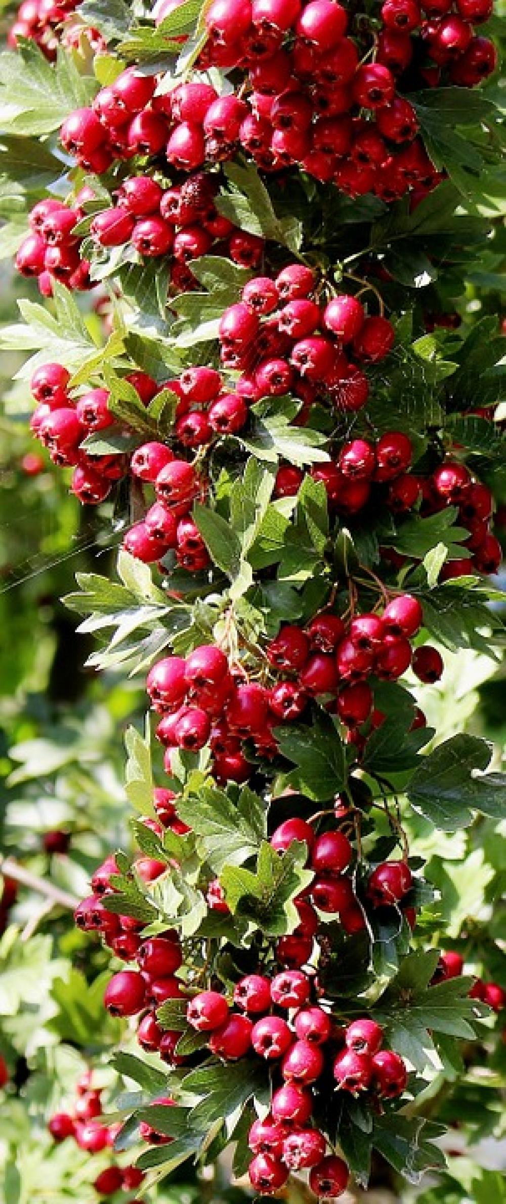 Nature Plant Bird Bed Rowanberries Toxic Beautiful Nature Plant Bird Bed Rowanberries Toxic Beautiful