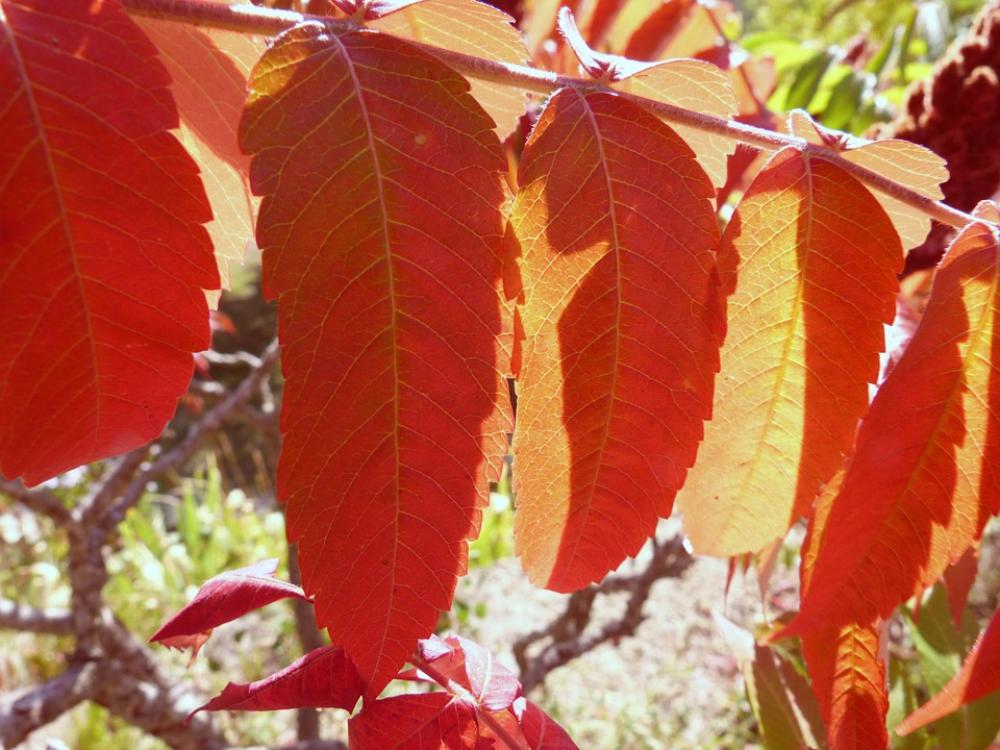 Nature Leaves Bright Colors Contrast Nature Leaves Bright Colors Contrast