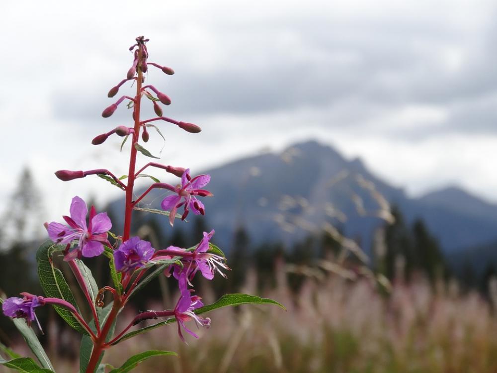 Nature Mountains Plant Flower Autumn Nature Mountains Plant Flower Autumn