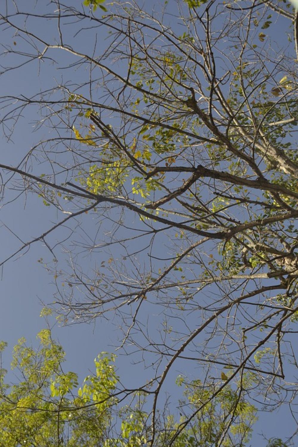Nature Tree Green Ecology Twigs Nature Tree Green Ecology Twigs