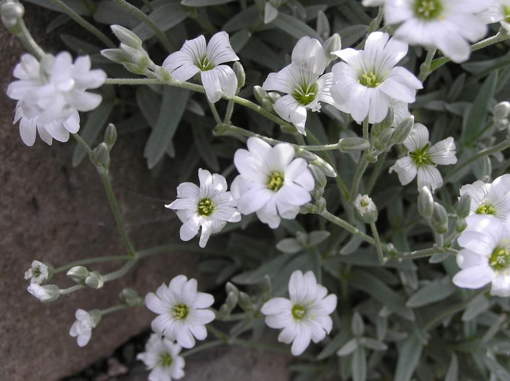 Nature Trailer Rock Plant White Nature Trailer Rock Plant White