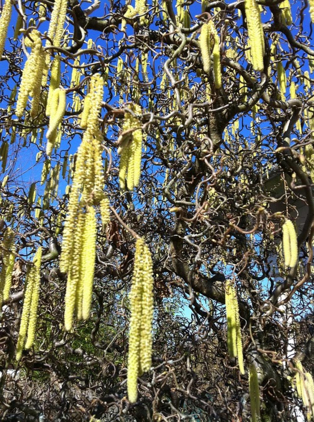 Nature Tree Plant Flowers Nature Tree Plant Flowers