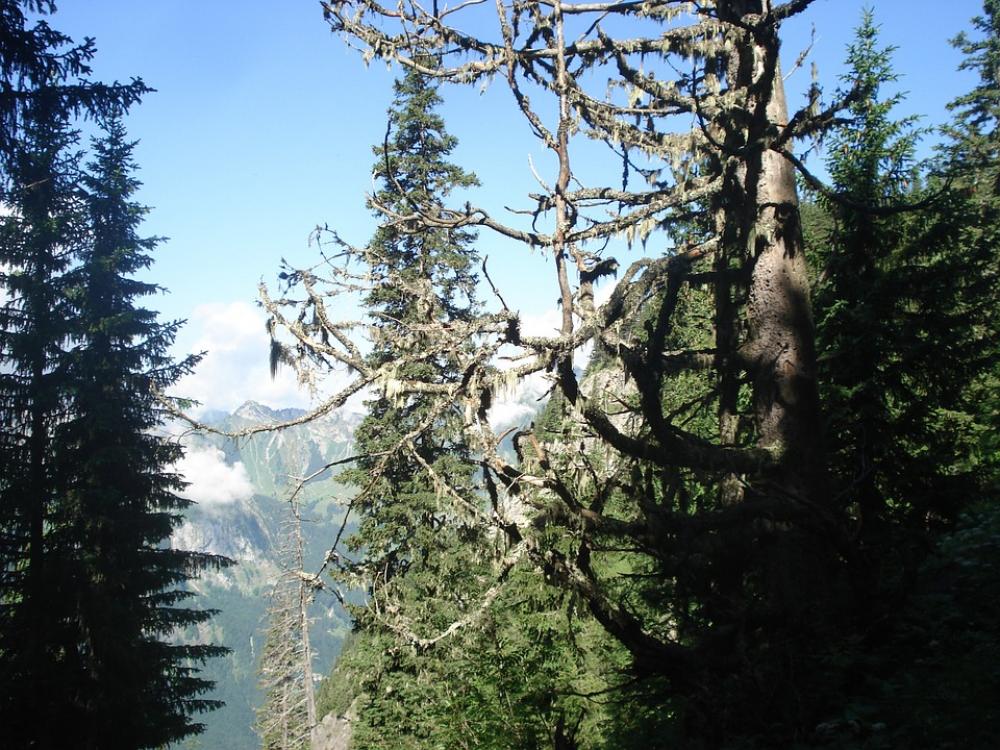 Nature Trees Plant Forest Nature Trees Plant Forest