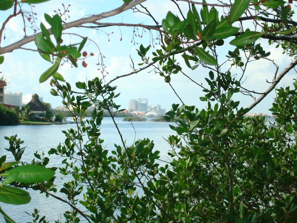 Nature Green Plant Plants Sea Laguna Tree Nature Green Plant Plants Sea Laguna Tree
