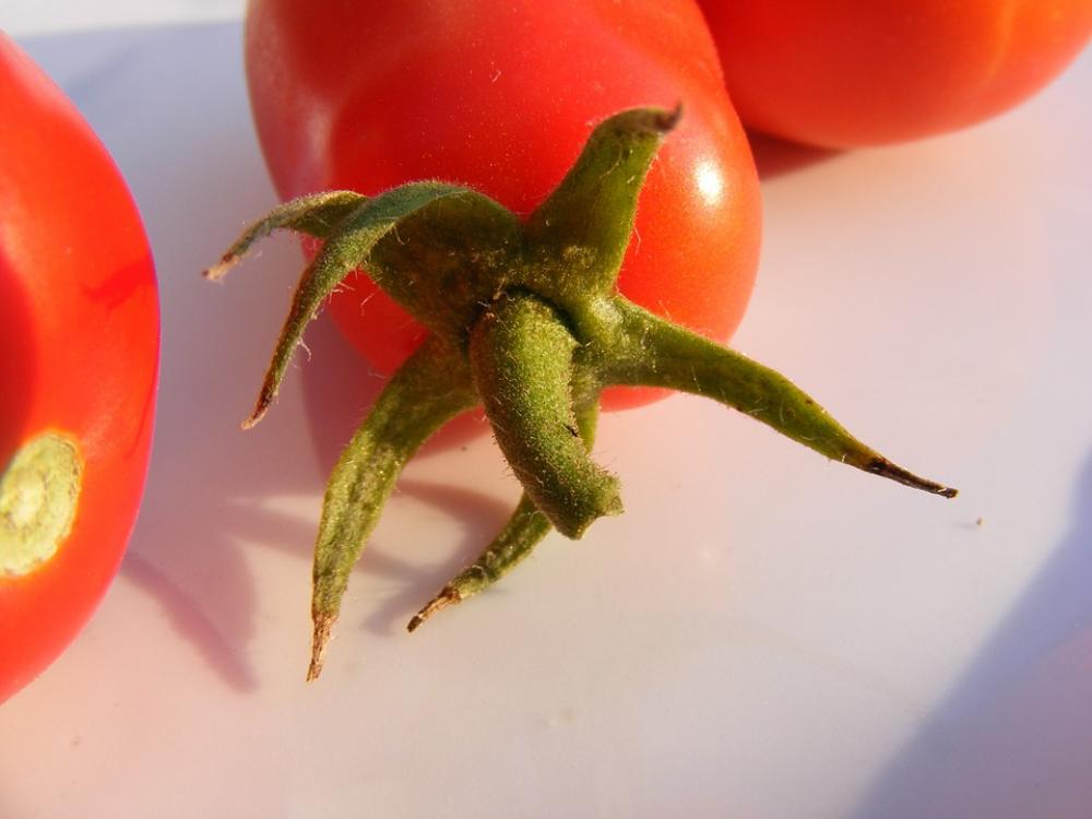 Nature Fruits Vegetables Tomatoes Red Tomato Nature Fruits Vegetables Tomatoes Red Tomato