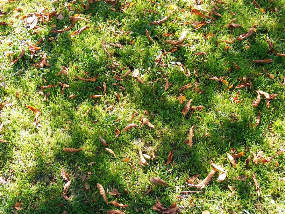 Nature Season Autumn Fall Yellow Leaves Nature Season Autumn Fall Yellow Leaves