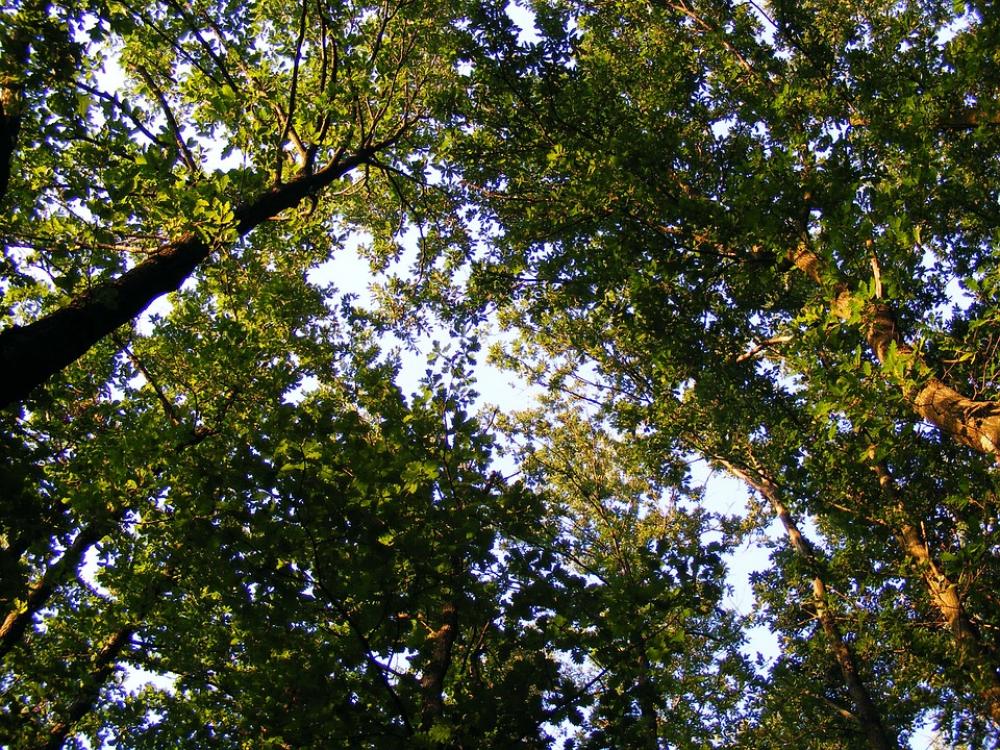 Nature Plants Trees Tree Oak Jove 39 S Nature Plants Trees Tree Oak Jove 39 S