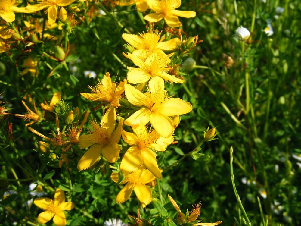 Nature Flowers Gardens Hypericum Perforatum Nature Flowers Gardens Hypericum Perforatum