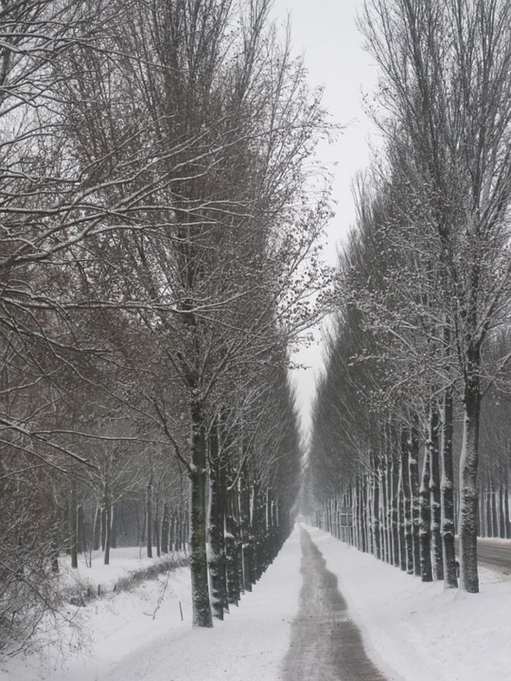 Netherlands Landscape Scenic Winter Snow Trees Netherlands Landscape Scenic Winter Snow Trees