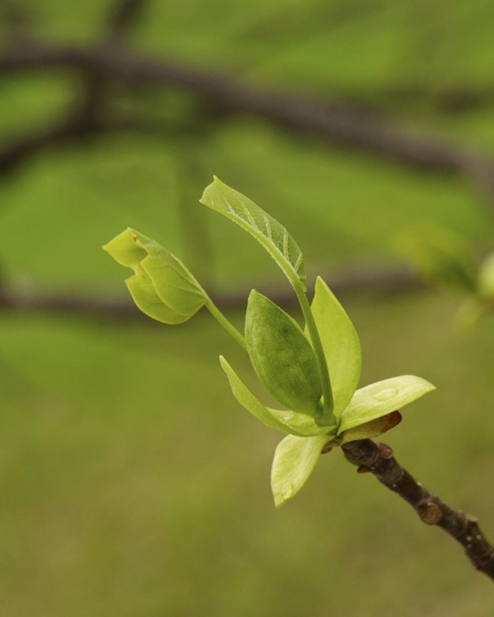 New Growth Spring Close-Up Tree Nature Green New Growth Spring Close-Up Tree Nature Green