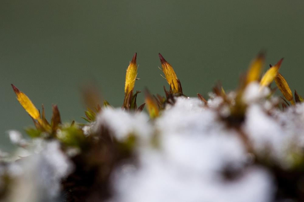 New Zealand Moss Winter Snow Cold Transition New Zealand Moss Winter Snow Cold Transition