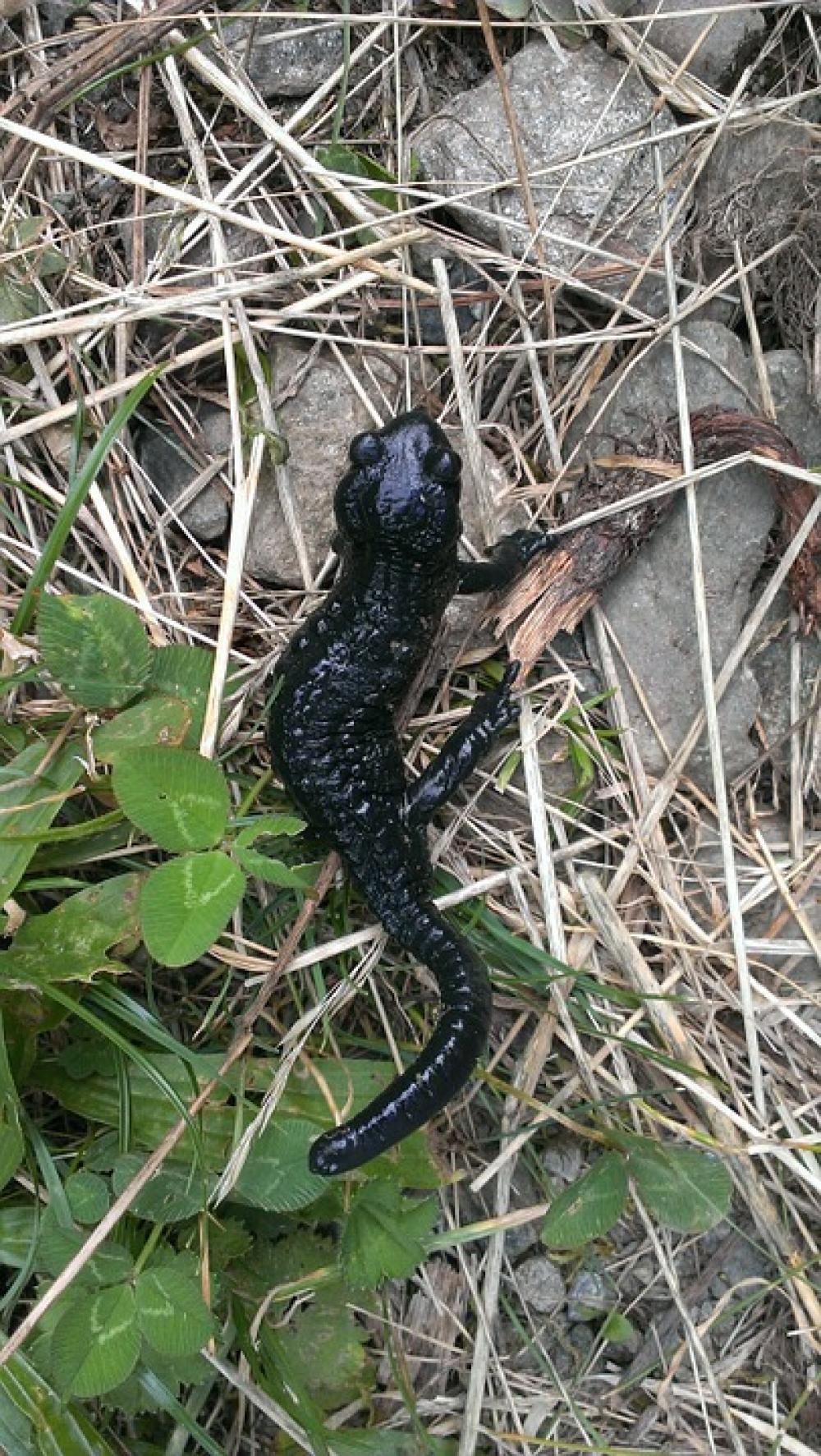 Newt Amphibian Black Grass Stones Newt Amphibian Black Grass Stones