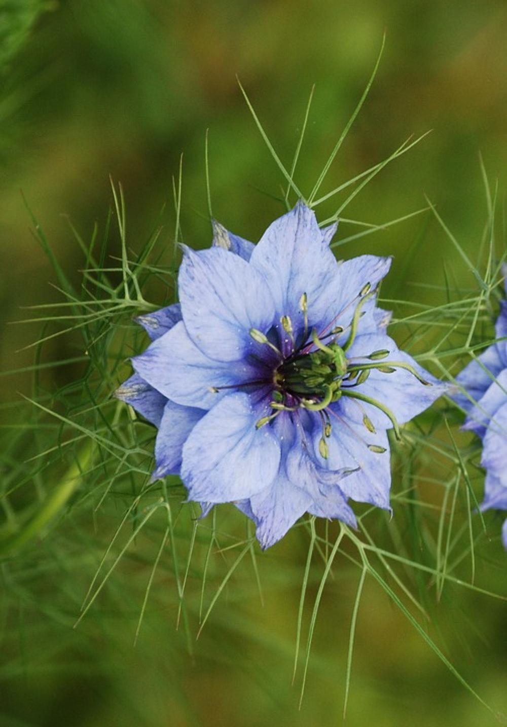 Nigella Damascena Love In A Mist Ragged Lady Flower Nigella Damascena Love In A Mist Ragged Lady Flower
