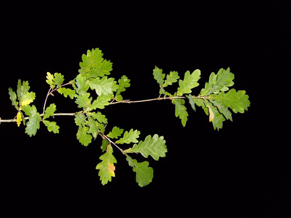 Nightshot Pak Branch Leaves Leaf Landscapes Nightshot Pak Branch Leaves Leaf Landscapes