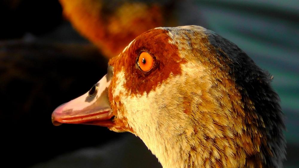 Nilgans Head Goose Eye Portrait Bird Bill Nilgans Head Goose Eye Portrait Bird Bill