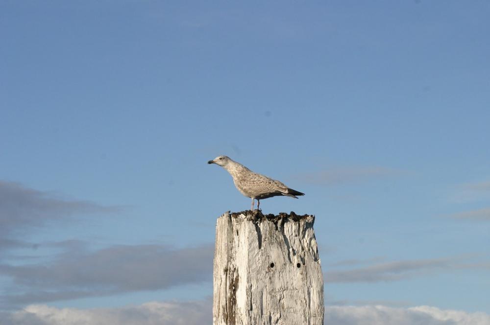 Norddeich Seagull Bird Sky North Sea Rest Idyll Norddeich Seagull Bird Sky North Sea Rest Idyll