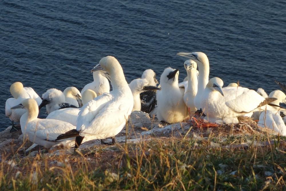 Northern Gannet Birds Swarm Bill Water Bird Northern Gannet Birds Swarm Bill Water Bird