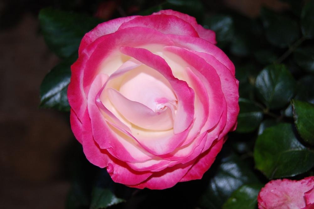 Nostalgia Rose Rose Pink Cream Flower Bloom Nostalgia Rose Rose Pink Cream Flower Bloom
