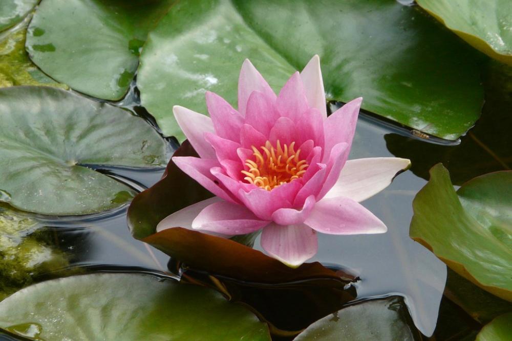 Nuphar Water Lily Blossom Bloom Aquatic Plant Nuphar Water Lily Blossom Bloom Aquatic Plant