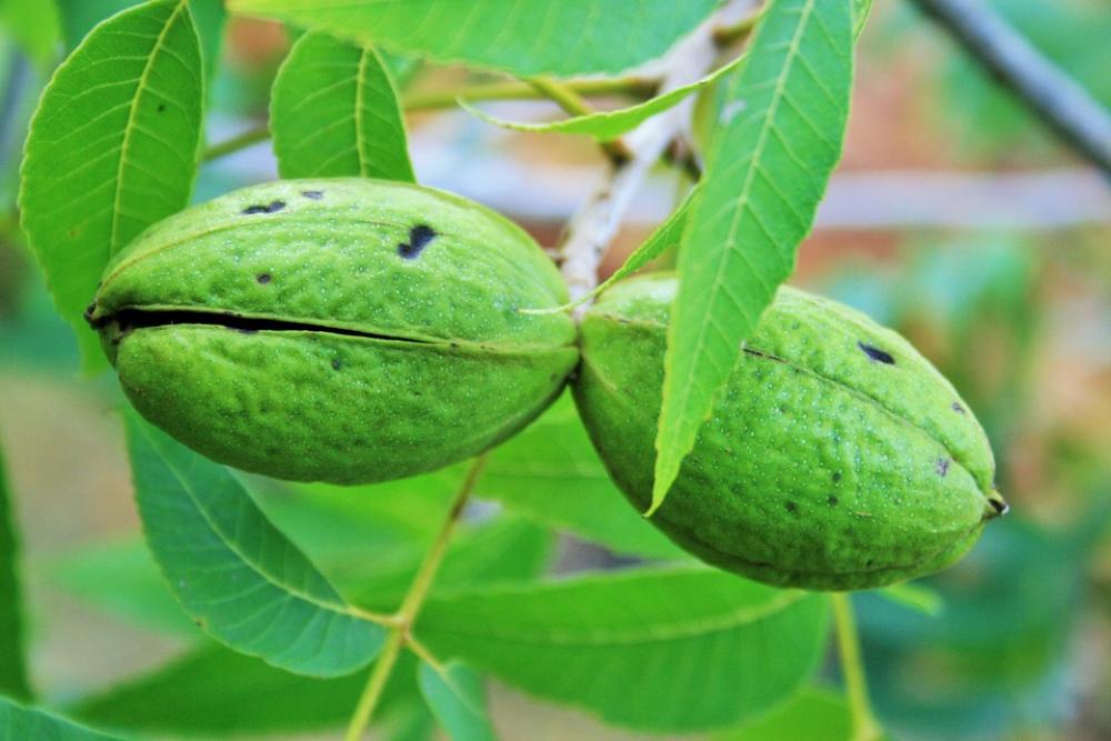Nut Pecan Shell Green Maturing Fruit Nut Pecan Shell Green Maturing Fruit
