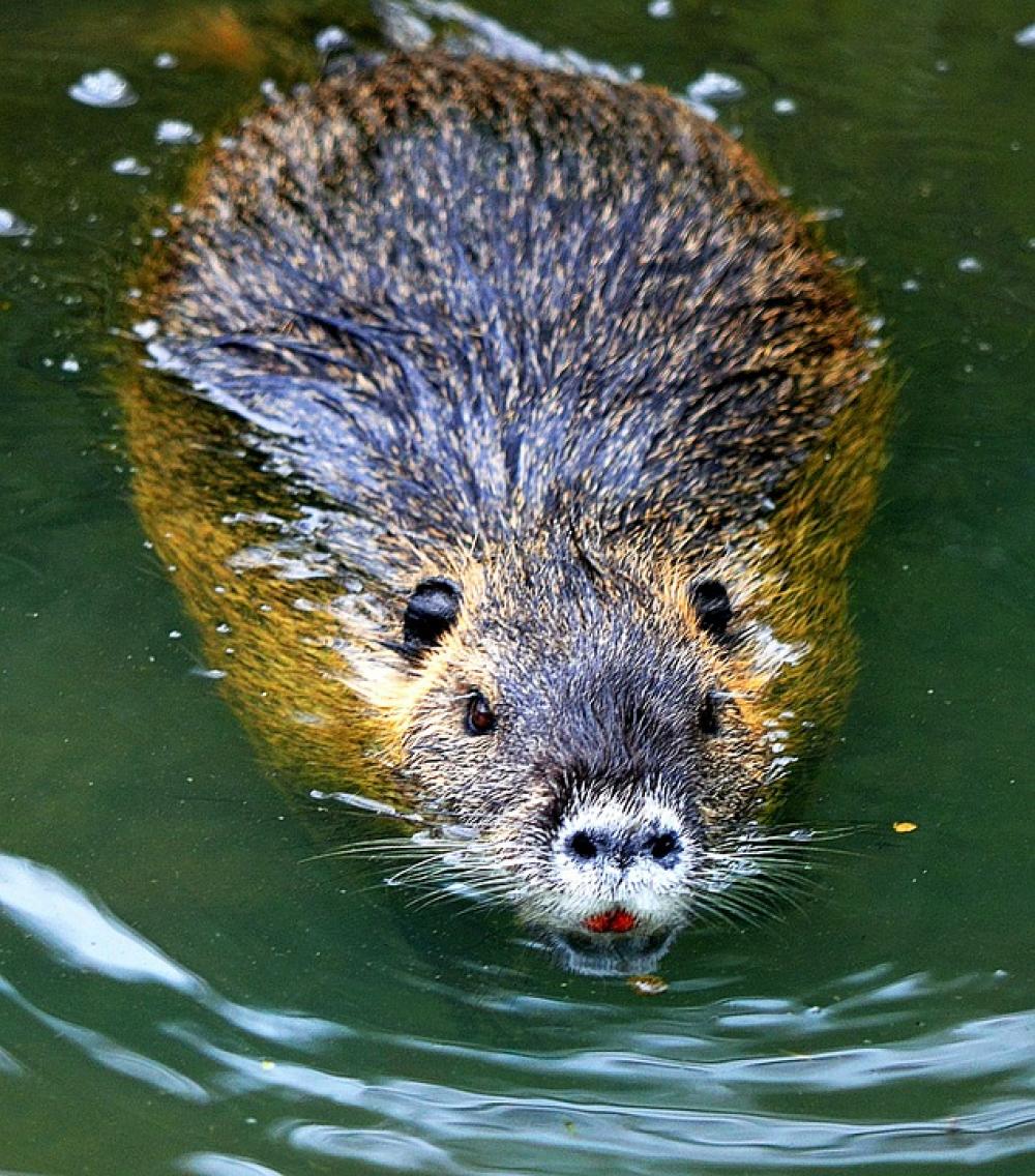 Nutria Rodent Coypu Nutria Rodent Coypu