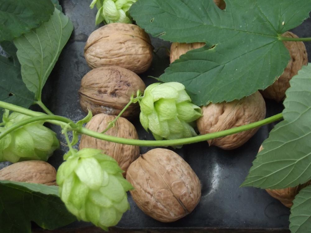 Nuts Leaves Hops Nuts Leaves Hops