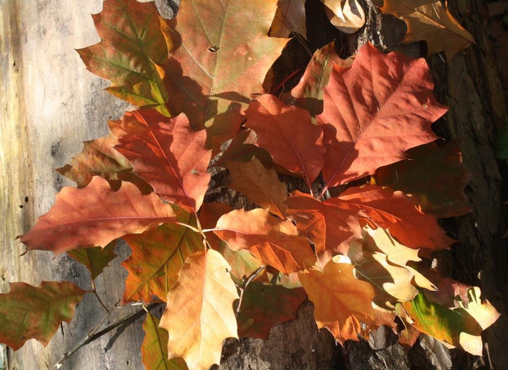Oak Oak Leaves Red Leaves Autumn Emerge Oak Oak Leaves Red Leaves Autumn Emerge
