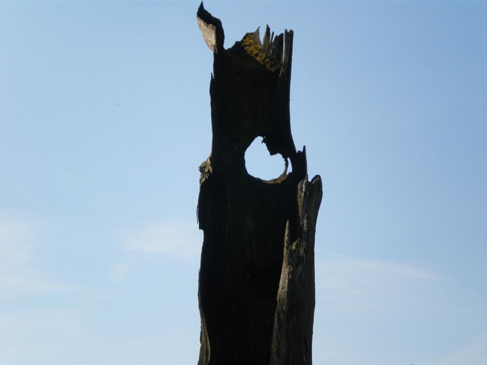Oak Hollow Stem Sky Watcher Eye Sky Blue Oak Hollow Stem Sky Watcher Eye Sky Blue