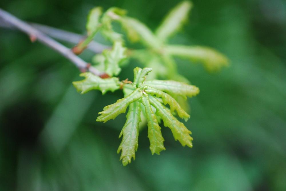 Oak Spring Leaves Branch Green Young Oak Spring Leaves Branch Green Young