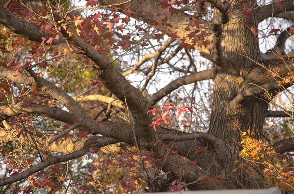 Oak Autumn Leaves Tree Nature Season Red Brown Oak Autumn Leaves Tree Nature Season Red Brown