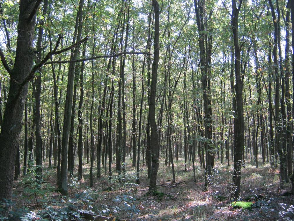 Oak Forest Autumn Emerge Fall Foliage Oak Forest Autumn Emerge Fall Foliage