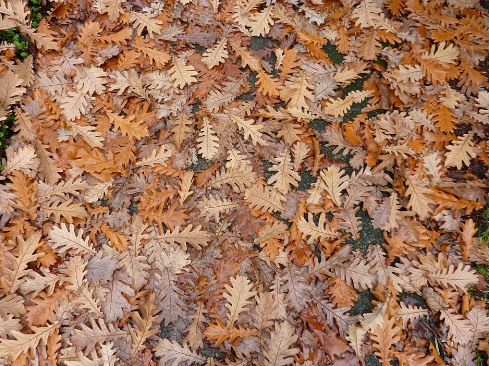 Oak Leaves Foliage Autumn Autumn Leaves Season Oak Leaves Foliage Autumn Autumn Leaves Season