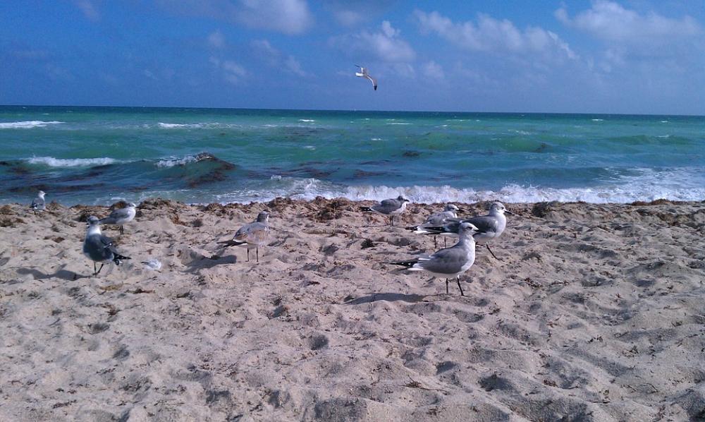 Ocean Atlantic Seagulls Bird Sand Beach Sea Ocean Atlantic Seagulls Bird Sand Beach Sea