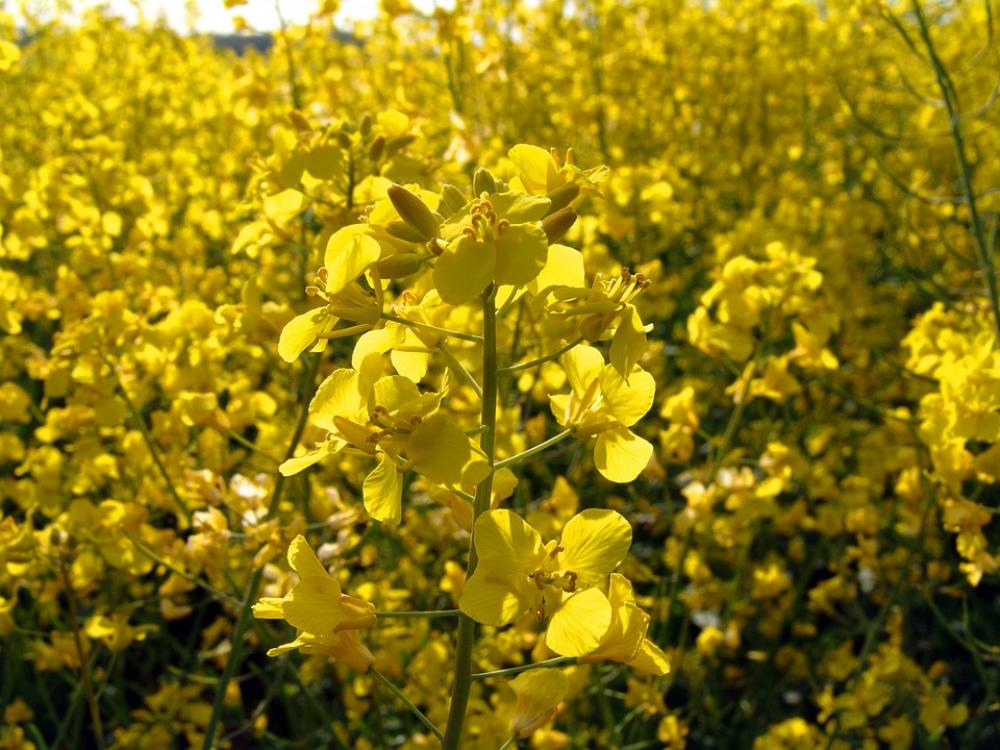Oilseed Rape Field Of Rapeseeds Yellow Oilseed Rape Field Of Rapeseeds Yellow