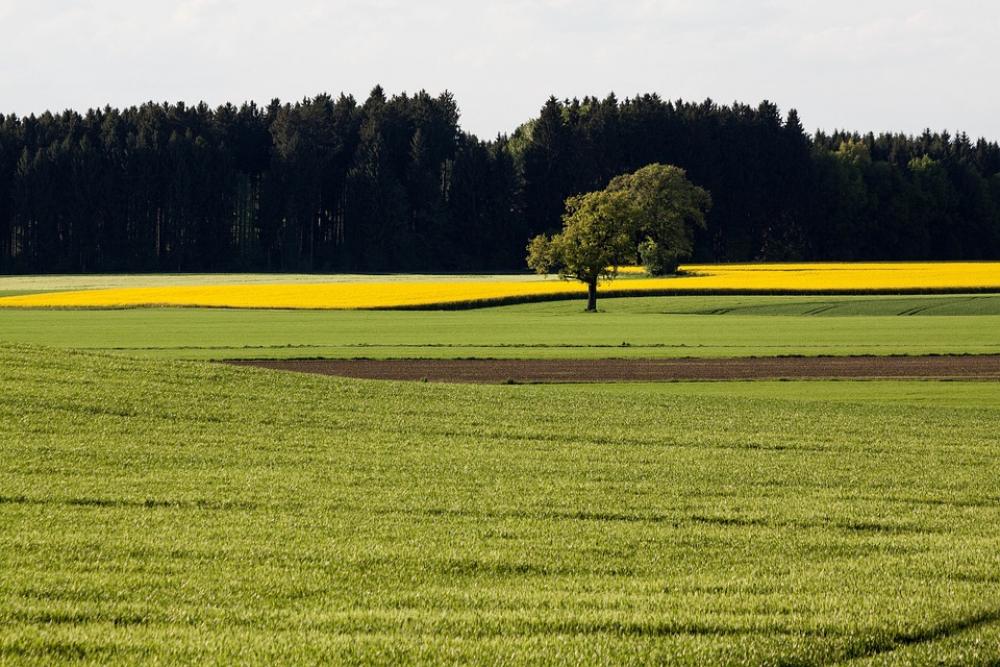 Oilseed Rape Agricultural Operation Yellow Field Oilseed Rape Agricultural Operation Yellow Field