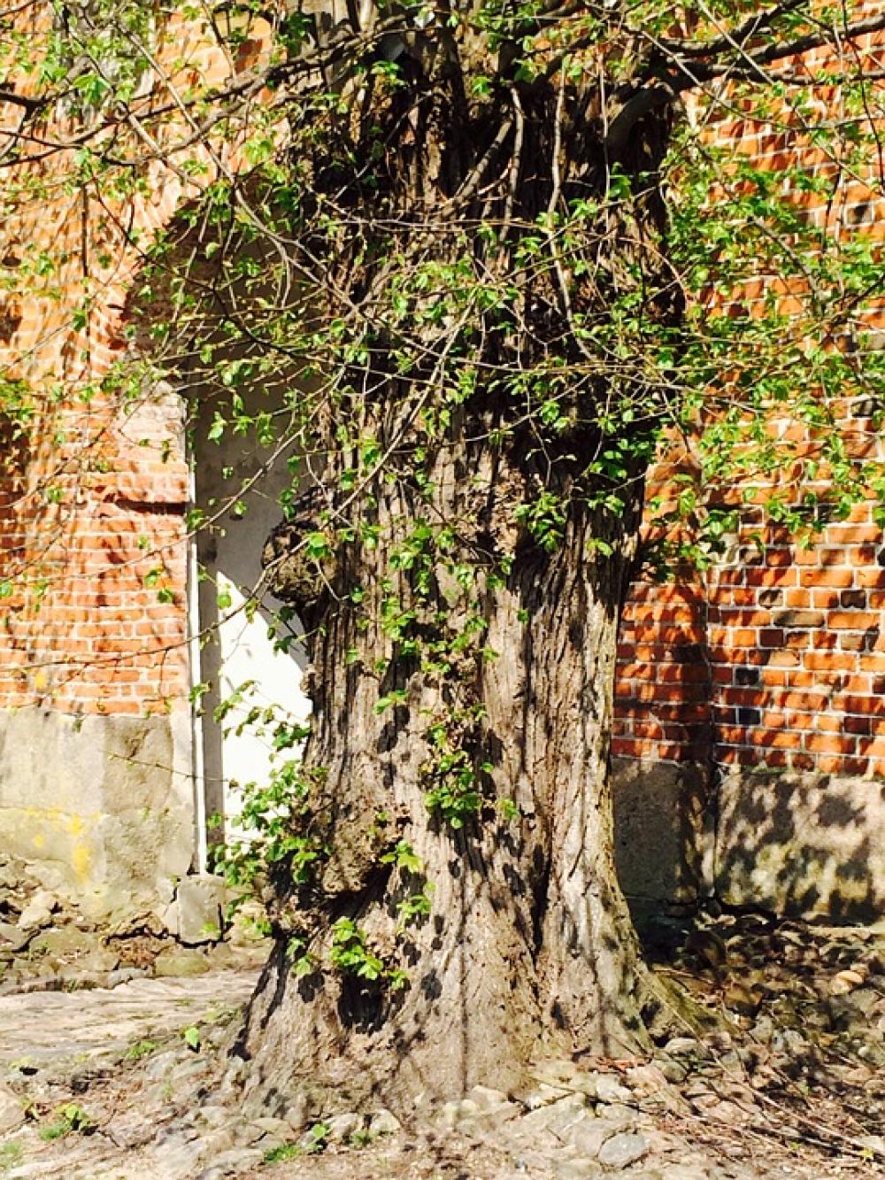 Older Tree Gnarled Leaves Aesthetic House Wall Older Tree Gnarled Leaves Aesthetic House Wall