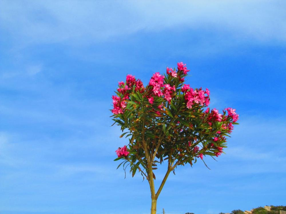 Oleander Red Bäumchen Flowers Pink Blue Sky Oleander Red Bäumchen Flowers Pink Blue Sky