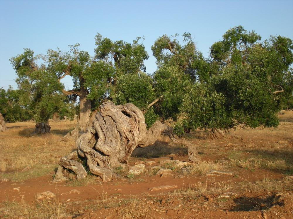 Olive Tree Trees Secular Olive Tree Trees Secular